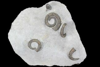 Plate Of Devonian Ammonites (Anetoceras) - Morocco #87254