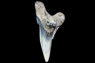 Lower Hemipristis Shark Tooth Fossil - Virginia #87902