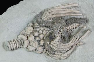 Large, Actinocrinites Crinoid With Starfish - Crawfordsville, Indiana #87984