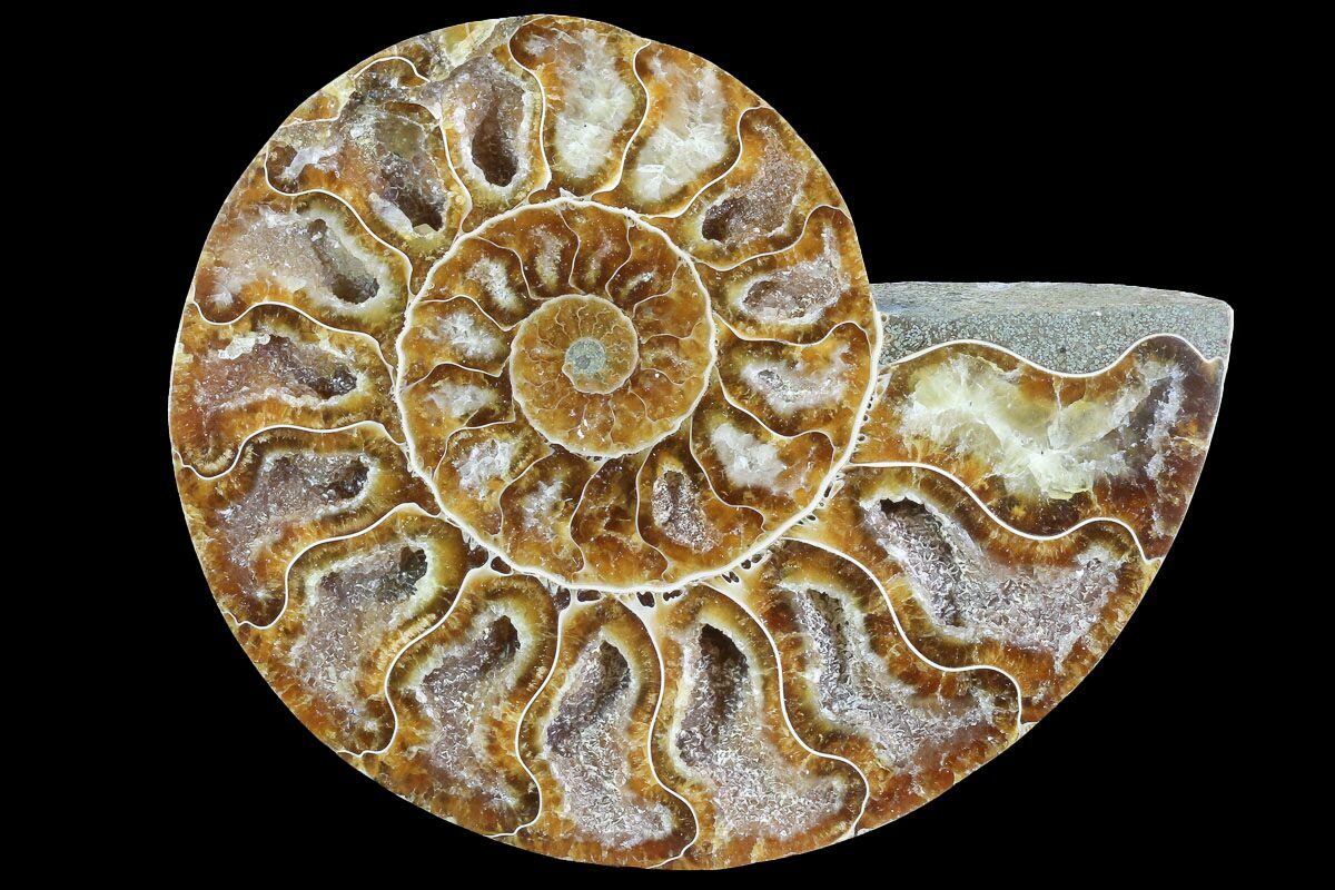 ammonite crystal