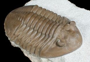 Superb Inch Asaphus Lepidurus Trilobite #6445