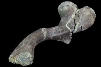Cretaceous Fossil Turtle Humerus - Aguja Formation, Texas #88786