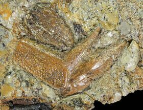 Softshell Turtle Shell & Hadrosaur Tooth In Situ - Texas #88824