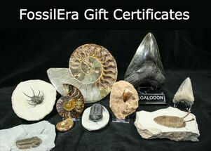 FossilEra Gift Certificates #89289