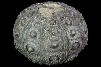 Detailed Nenoticidaris Fossil Urchin - Morocco #89252