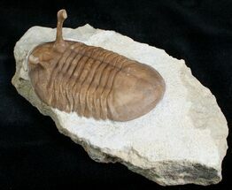 Stalked Eyed Asaphus Kowalewskii Trilobite #6460