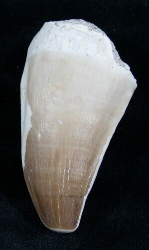 Protacrodus Tooth 1.85