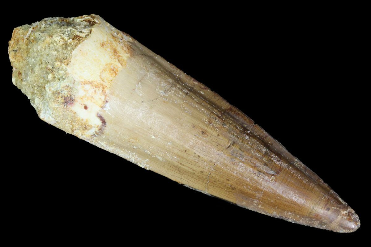 spinosaurus fossil tooth