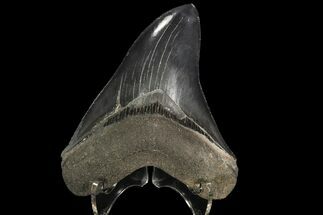 Serrated, Fossil Megalodon Tooth - Bluish-Grey Enamel #89797