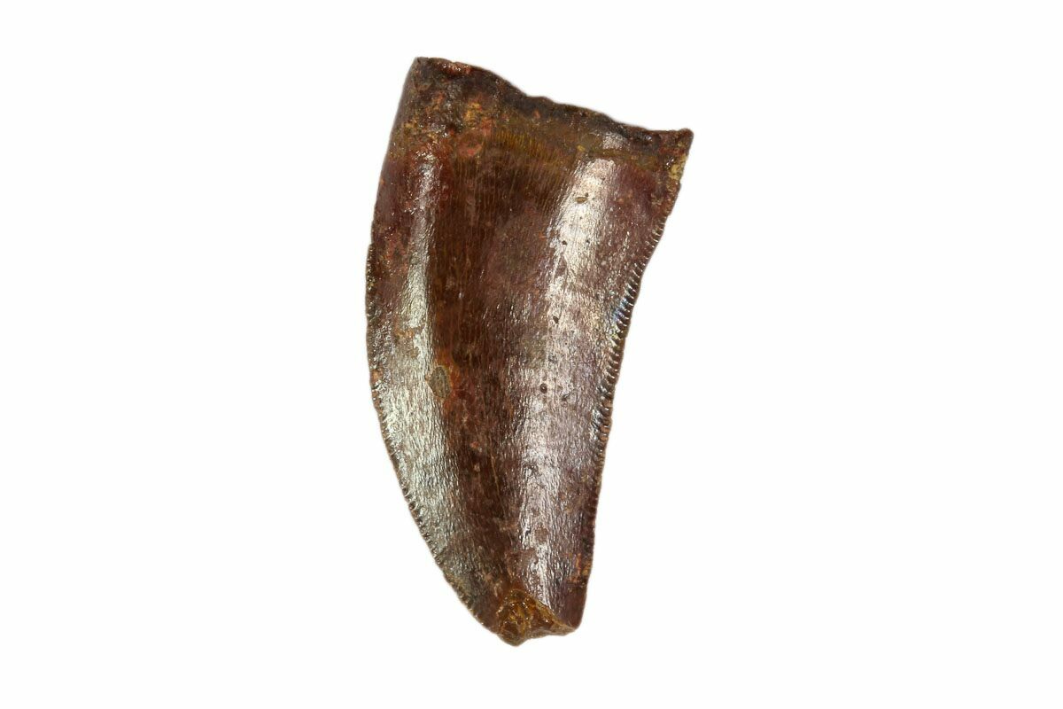 real raptor tooth for sale