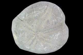 Toxaster Fossil Echinoid (Sea Urchin) - Agadir, Morocco #90595