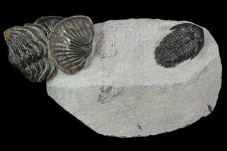 Trilobite Association (Kayserops, Phacopid, Metascutellum) #90720