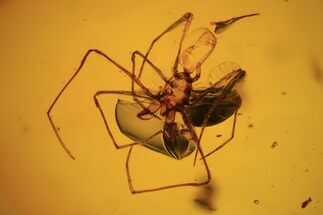 Detailed Fossil Spider (Aranea paradoxa) In Baltic Amber #90867