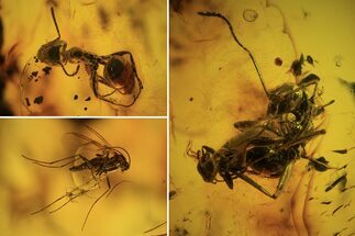 Detailed Fossil Ants (Formicidae) & Flies (Diptera) In Baltic Amber #90877