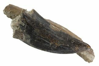 Tyrannosaur (Nanotyrannus) Tooth On Bone Fragement #91366