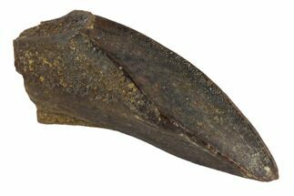Nice, Hadrosaur (Duck-Billed Dinosaur) Tooth - Montana #91377