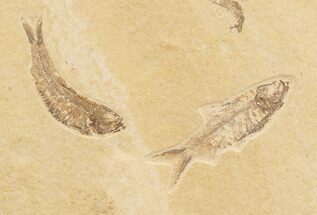 Two Detailed Knightia Fossil Fish - Wyoming #91587