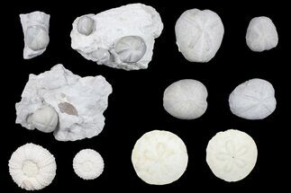 Flat: Assorted Echinoderm (Sea Urchin) Fossils - Pieces #92175