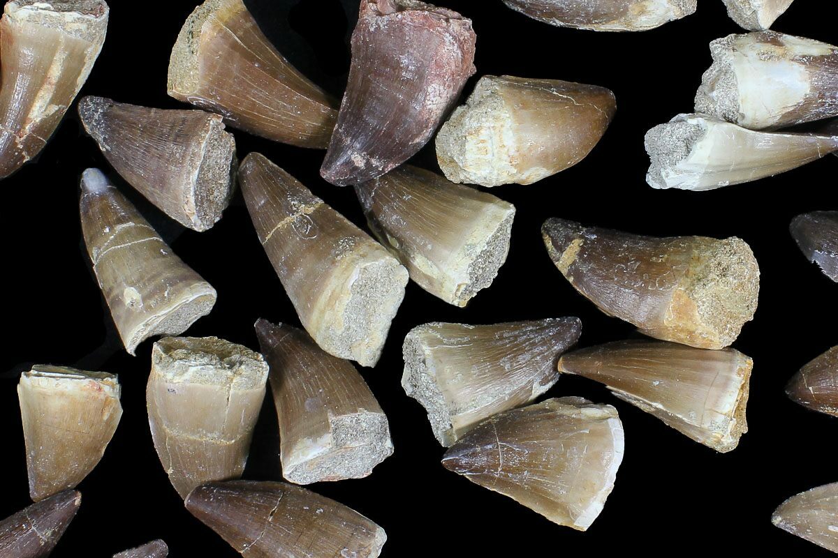 fake mosasaur teeth