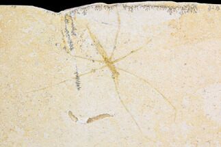 Fossil Waterstrider (Propygolampis) - Germany (Special Price) #92463