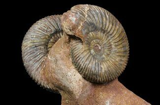 Pair of Parkinsonia Ammonites on Rock - Germany #92451