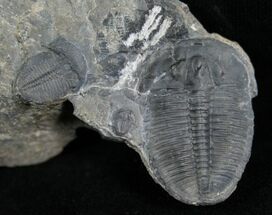 Elrathia Trilobite With Friends #6740