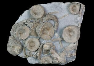 12" Cluster Of Ichthyosaurus Vertebrae & Ribs - Whitby, England - Fossil #92589