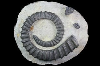 Devonian Ammonite (Anetoceras) With Trilobite Heads #92731