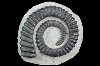 Devonian Ammonite (Anetoceras) - Extra Large Specimen #92732