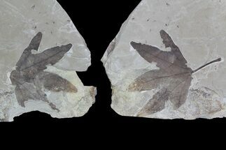 Fossil Sycamore (Platanus) Leaf - Pos/Neg Split #92868