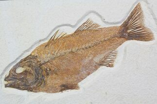 Mioplosus Fossil Fish - Gorgeous Specimen #92871