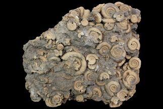Dactylioceras Ammonite Cluster - Germany #92872