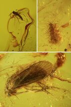 Fossil Caddisfly (Trichopterae) & Hairy Larva In Baltic Amber #93849