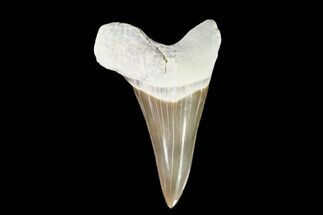 Cretaceous Shark (Cretoxyrhina) Tooth - Kansas #93795