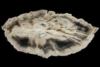 8.2" Polished Petrified Wood (Dicot) Slab - Texas - Fossil #93871