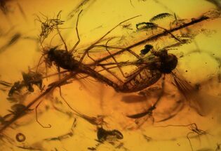 Mating Fossil Flies (Diptera) In Baltic Amber - Rare! #93884