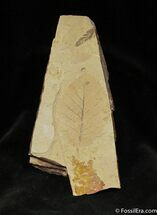 Fossil Alder Leaf - Cache Creek, BC #1120