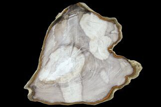 7.6" Petrified Wood (Bald Cypress) Slab - Saddle Mountain, WA - Fossil #94042