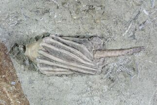 Crinoid (Macrocrinus) Fossil - Indiana #94826
