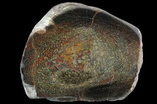 Agatized Dinosaur Bone (Gembone) Section #94916