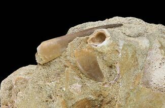 Plesiosaur & Mosasaur Fossils In Rock - Morocco #95098