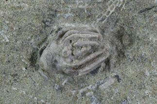 Small Crinoid (Macrocrinus) Fossil - Crawfordsville, Indiana #95198