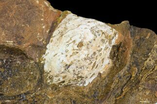 .47" Unidentified Fossil Seed From North Dakota - Paleocene - Fossil #95357
