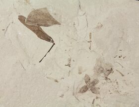 Fossil Flower & Leaves - Green River Formation, Utah #94958