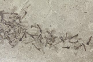 Fossil Crane Fly Cluster - Green River Formation #94970