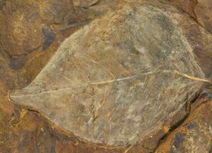 Fossil Winged Walnut (Juglandaceae) Leaf - North Dakota #95523