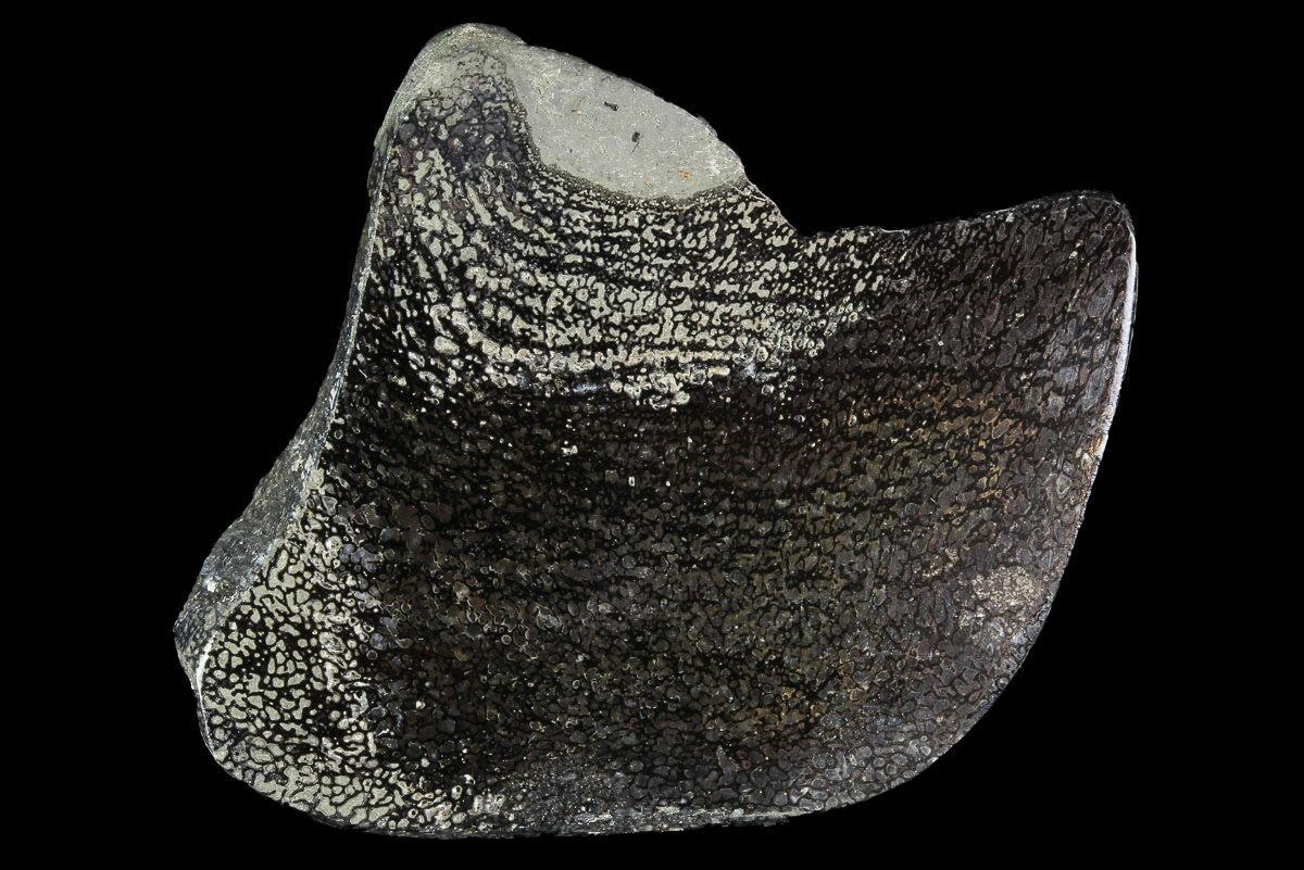 pyritized dinosaur bone