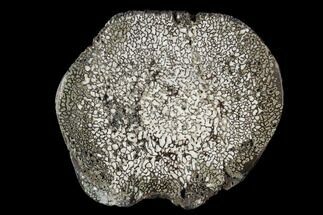 Polished Pyritized Iguanodon Bone - Isle Of Wight #96017