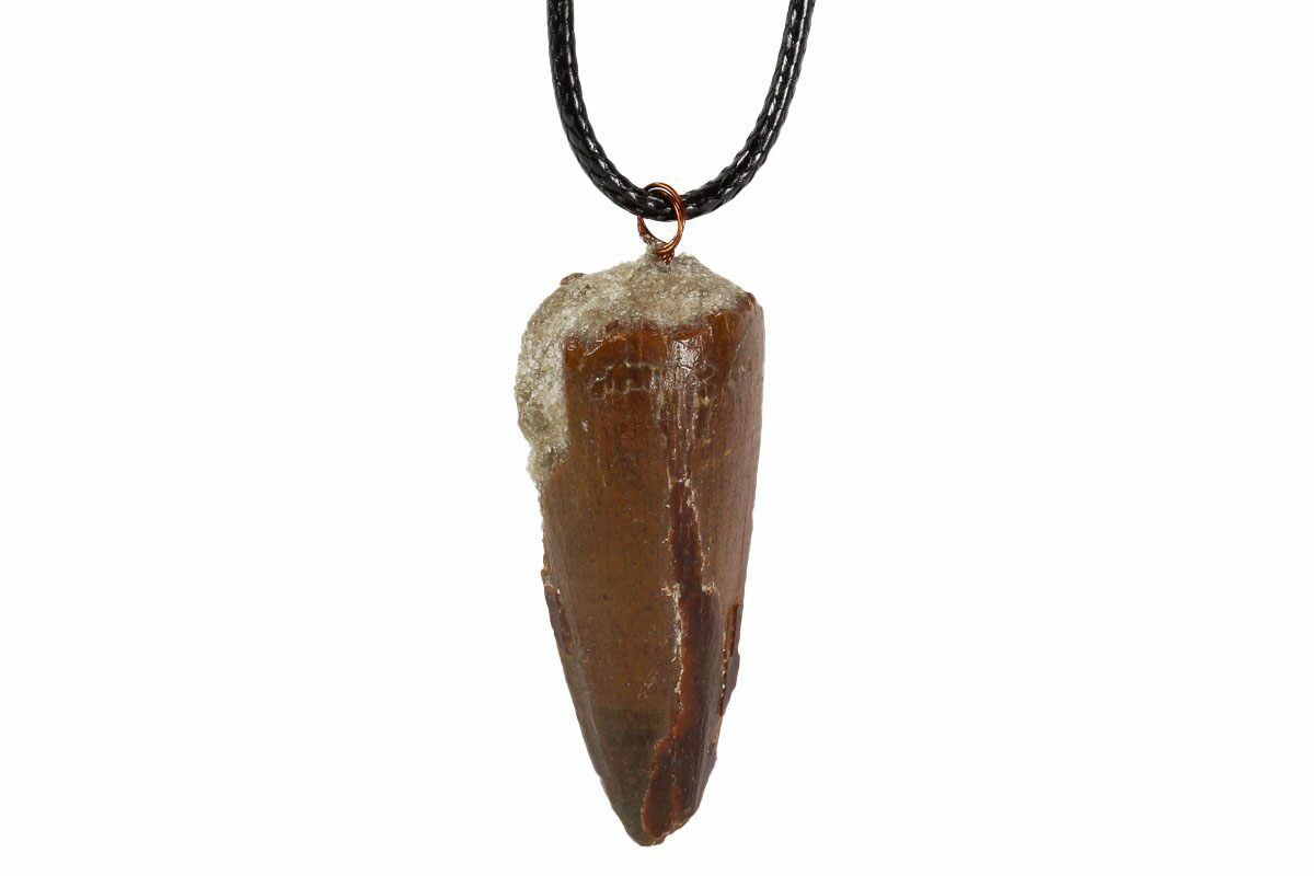 Real Spinosaurus Tooth Necklace - Dinosaur Tooth (#96072) For Sale -  FossilEra.com