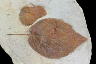 Two Fossil Leaves - Beringiaphyllum And Zizyphoides - Montana #95291
